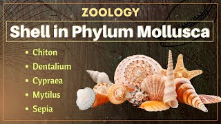 Shell in Phylum Mollusca  B Sc and M Sc  Zoology [upl. by Pratt]