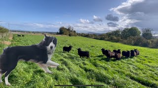 Amazing young sheepdog Big challenge  intense sheep herding [upl. by Nyrehtak]