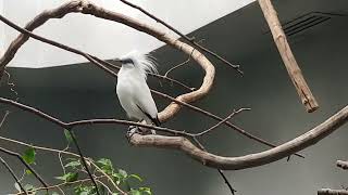 A singing Bali mynah [upl. by Landmeier255]