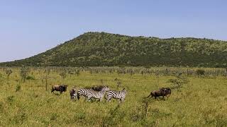 Great Migration Serengeti 12 June 2022 [upl. by Sirotek]