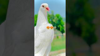 Kabutar bazikabutarbazi pigeonshort kabutarsale fancypigeons kabutarstetuskabutarvideo [upl. by Arakihc192]