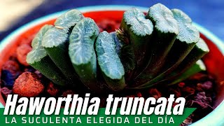 Haworthia truncata LaSuculentaElegidadelDía [upl. by Teufert]