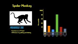 The Primate Tier List [upl. by Onivla980]