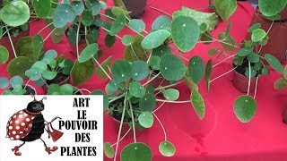 Conseils jardinage Pilea peperomioides Entretien et arrosage plante verte dintérieur [upl. by Zedekiah471]