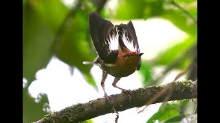 Amazing club winged manakin mating display video by Hans Heinz in Ecuador [upl. by Hathcock]