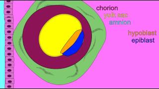 EMBRYONIC DEVELOPMENT EXTRAEMBRYONIC MEMBRANES [upl. by Macpherson]