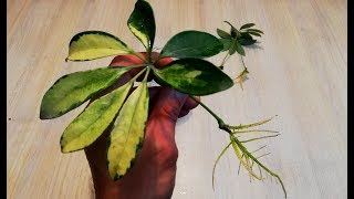 How to grow Schefflera plant from single leaf very easy [upl. by Aileda478]