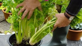 HGV How to grow Organic Celery in a pot on a Patio experiment 1st cut [upl. by Cuttie364]