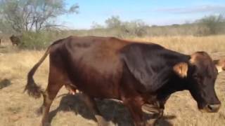 Braunvieh cross cows brahman sired calves [upl. by Nellda]