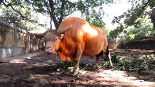 Wild Mithun Indian Bison Gaur Called Gayal In South Asia Video [upl. by Gilus]