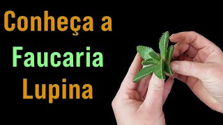 Aprenda a plantar suculenta Faucaria Lupina  Guia completo com dicas de plantio cultivo e cuidados [upl. by Goldarina]