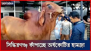 সিদ্ধিরগঞ্জ কাঁপাচ্ছে অর্ধকোটির হামজা  Hamza  Cow  Dhakatimes [upl. by Ydde]