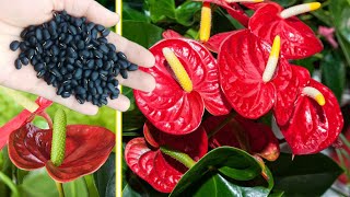 Just sprinkle 1 spoon Weak Anthurium blooms unexpectedly all year round [upl. by Doggett]