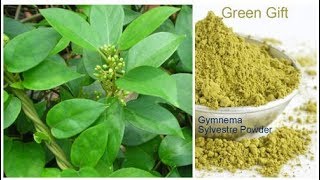 Is Gymnema Sylvestre One of the Best Herbs for Diabetes [upl. by Atram]