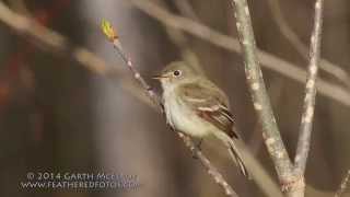 Least Flycatcher in Maine [upl. by Ika]