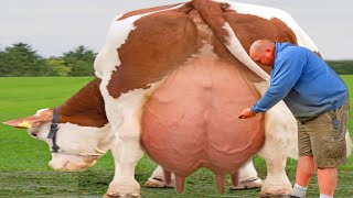 100 Kg Milking Per Day Ayrshire Cow Full Documentary  Best Cows Breed For Milking [upl. by Ardnac437]