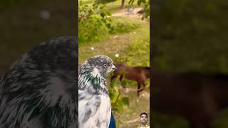 Ye kaha chala Gaya horse vlog horselover horseriding petslover pigeon yt shortvideo [upl. by Asum738]