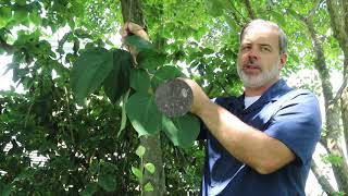 Fragrant snowbell tree Styrax obassia  Plant Identification [upl. by Aihsele]