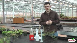 Homemade Insecticidal Soap Treatment For Thrips And Aphids [upl. by Eugenio]