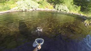 Willowemoc Creek  Brown trout on a dry fly [upl. by Harol891]