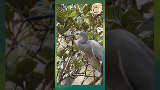 Catching the Light Whitefaced Heron in the Shadows  Dharug Country [upl. by Youngran167]