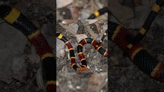 The 8 Most Vibrant Snakes of the USA  Eastern Coral Snake  Part 01 [upl. by Dielle]