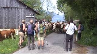 La montée des vaches en alpages VILLARD [upl. by Notsle]