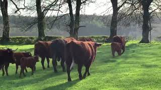 THE SALERS BREED TYPE OF CATTLE THEY ORIGINATED FROM FRANCE [upl. by Grover]