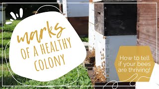 Marks of A Healthy Colony [upl. by Un]