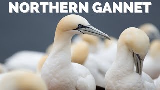 Northern Gannet  Diving that will leave you speechless [upl. by Shiau917]