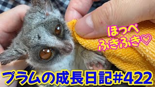 Bushbaby Plums Growth Diary ショウガラゴ プラムの成長日記 422 [upl. by My]