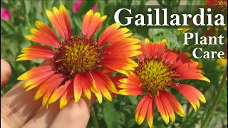 Gaillardia Flower  Gaillardia Plant Care  Blanket flower [upl. by Leelah]