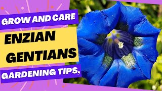 How To Grow and Care Enzian Gentians flower [upl. by Airahs]