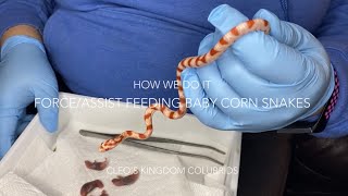 How We Do It AssistForce Feed Nonfeeding Baby Corn Snakes [upl. by Cati]