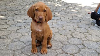 PICKING UP OUR VIZSLA PUPPY KOBE [upl. by Scribner]