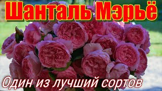 Незаменимая кустовая роза Шанталь Мэрьё Шраб  Chantal Merieux Massad Франция 1999 [upl. by Bradstreet]