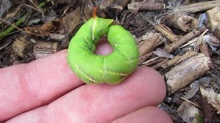 Hawk mothhornworm caterpillar [upl. by Edwyna154]