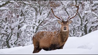 Red deer Stags foraging in heavy snow within the Cairngorms National Park Scotland February 2021 [upl. by Crabb]