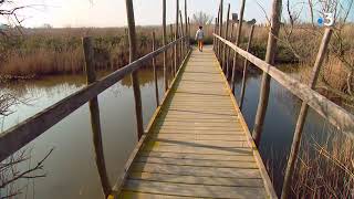 Camargue  visite dans un delta entre terre et ciel au pays des flamands roses [upl. by Martainn]