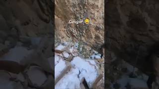 Cougar got scared of a human 😂 shortsfeed shortsvideo short wildlife wildanimals cougars [upl. by Leahpar]