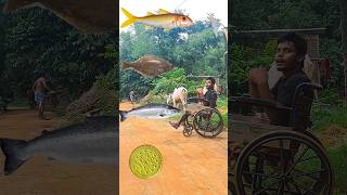 Spinning Biscuits Wheels To Goatfish Halibut Jewfish Kingfish  VFX magic video [upl. by Uri]