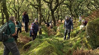 Guy Shrubsole joins acorn collection at Wistman’s Wood 2023 [upl. by Nelyaw]