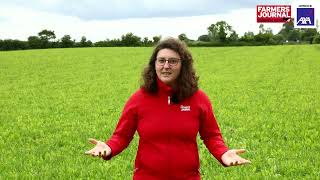 The Irish Farmers Journal team preview the Tullamore Farm Beef and Sheep Open Day on 260722 [upl. by Sally206]