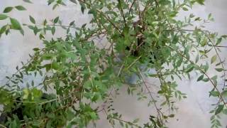 461  How to grow HENNA MEHNDI PLANTLAWSONIA INERMIS from cutting Hindi Urdu 29717 [upl. by Folberth996]