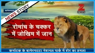 Watch Lion attacks tourist safari car in Bannerghatta National Park [upl. by Noiwtna]