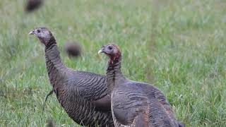 Gaggle of turkeys 🦃 at William L Finley wildlife refuge Turkey Bird [upl. by Nehtanoj]