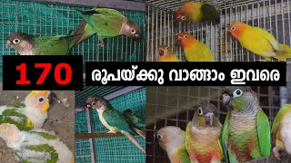 170 രൂപയ്ക്ക് കിളികൾ വാങ്ങാം 😱 Sun Conure birds  Lovebirds  birds sales in kerala  Low price [upl. by Odnumde60]