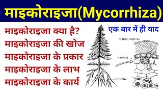 माइकोराइजा  mycorrhiza in hindi  mycorrhiza types and significance  mycorrhizal biofertilizer [upl. by Anirehtak]