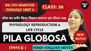 Physiological Characteristics amp Reproduction of Pila GlobosaMollusca to HemichordataBSc 5th Sem [upl. by Aciret]