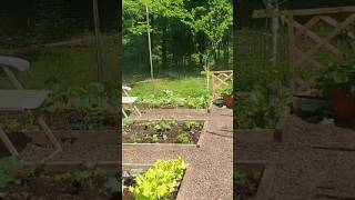 According to HIS PURPOSE inspiration motivation viral gardenchronicles grow organic food [upl. by Yerxa]